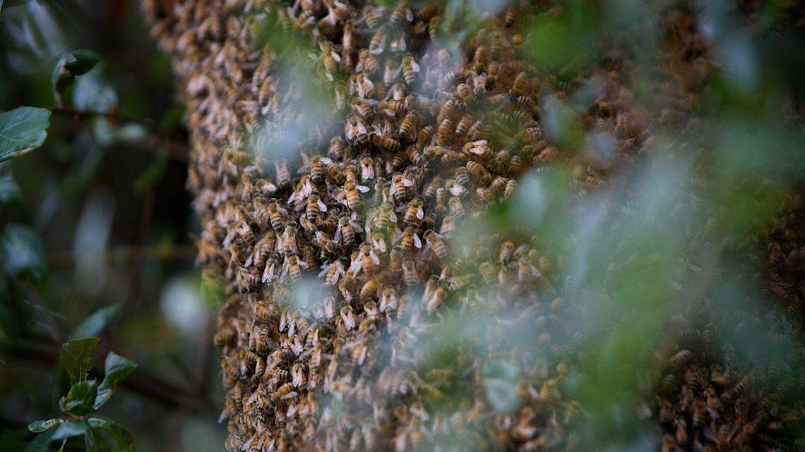 Thomas Mizell, 81, says a large group of bees attacked him, stinging him an estimated 1,000 times.