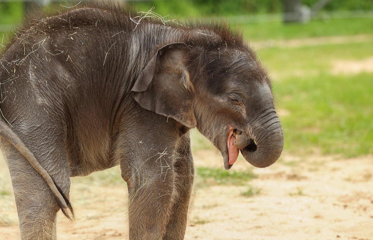 Travis, the newest Asian elephant born at the Fort Worth Zoo, plays in one of the seven yards that are part of expanded elephant habitat on Tuesday, March 21, 2023. Asian elephants are critically endangered. Since 2018 there have been only 16 births in Association of Zoos & Aquariums facilities.