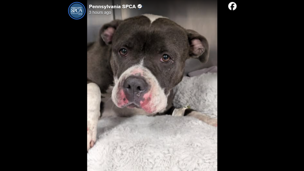 Both the shelter and Varie were determined to fight for her life.