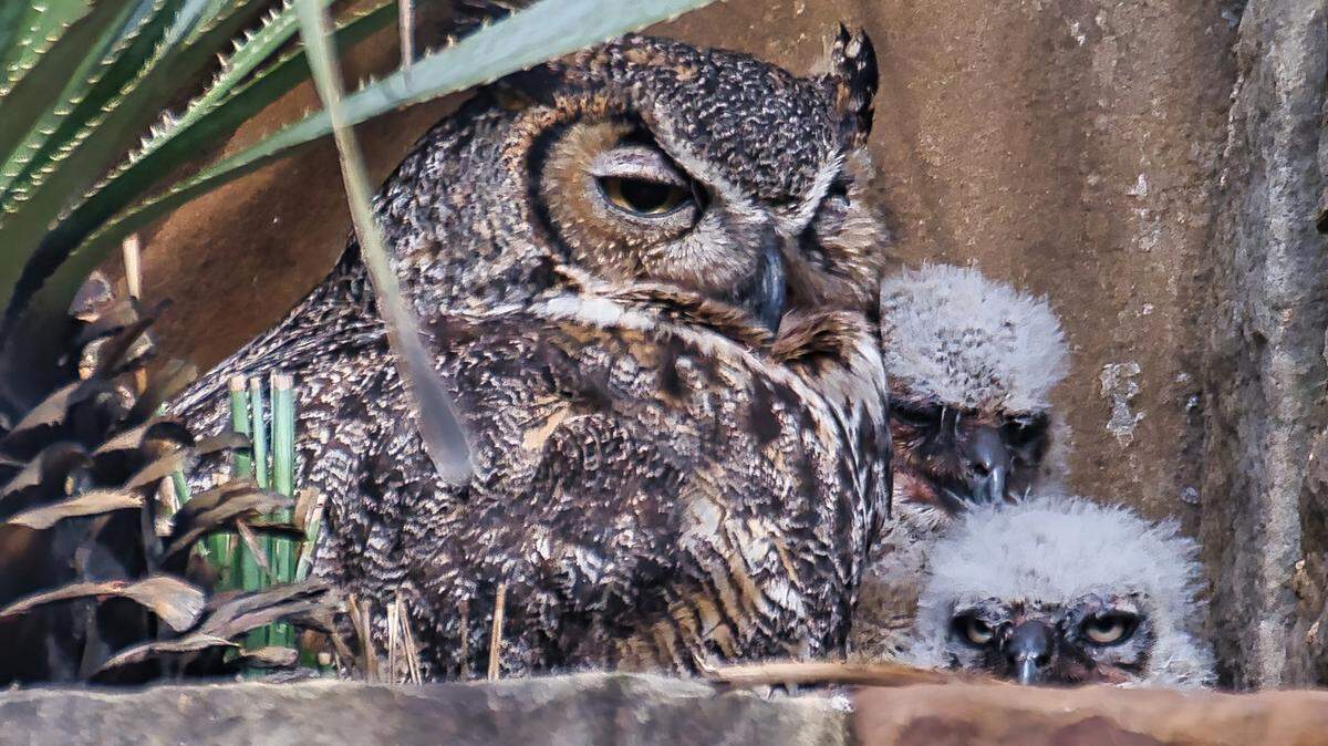 Athena, a great horned owl, is the star of a live stream at the Lady Bird Johnson Wildflower Center in Austin, Texas.