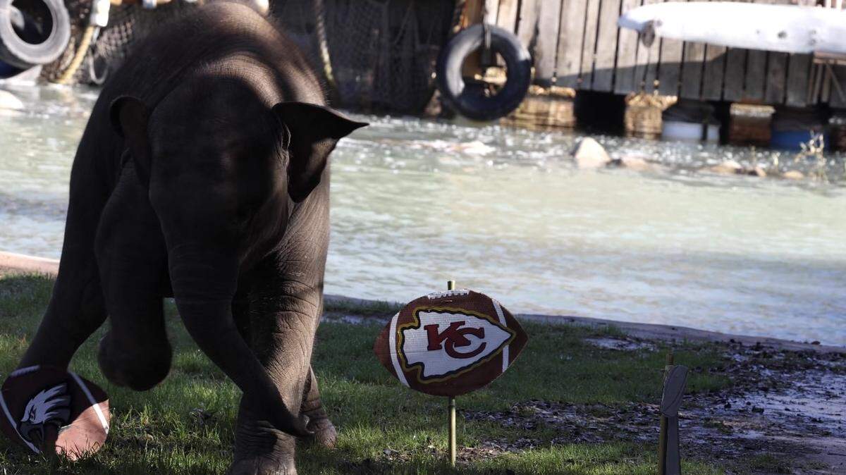 Asian elephant calf Brazos makes his Super Bowl LVII prediction at the Fort Worth Zoo.