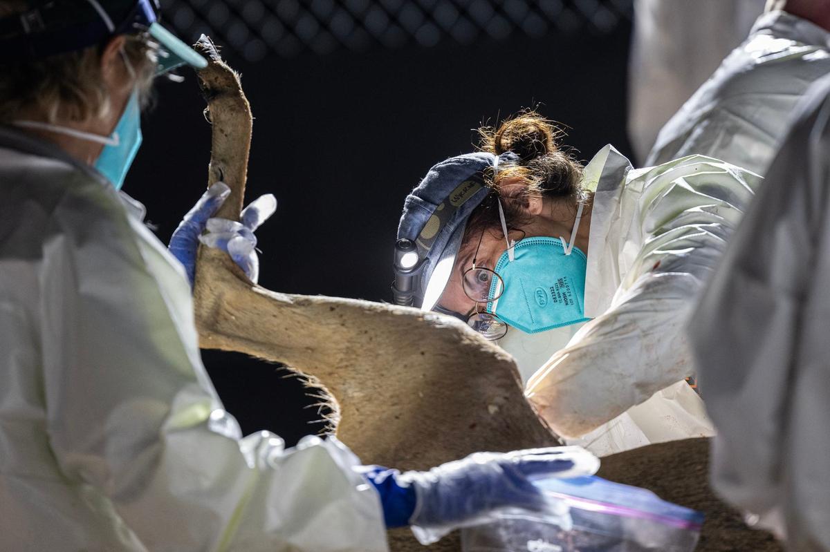A biologist works on a whitetail deer carcass during a deer depopulation at RW Trophy Ranch in Terrell on Tuesday, May 28, 2024.