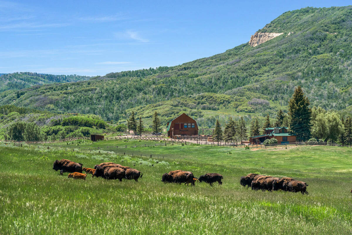 Bison roam the land