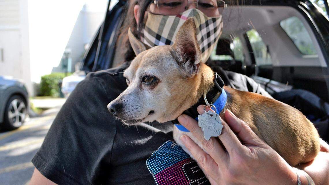 Dog that disappeared from Texas home six years ago reunited with his family in Florida.