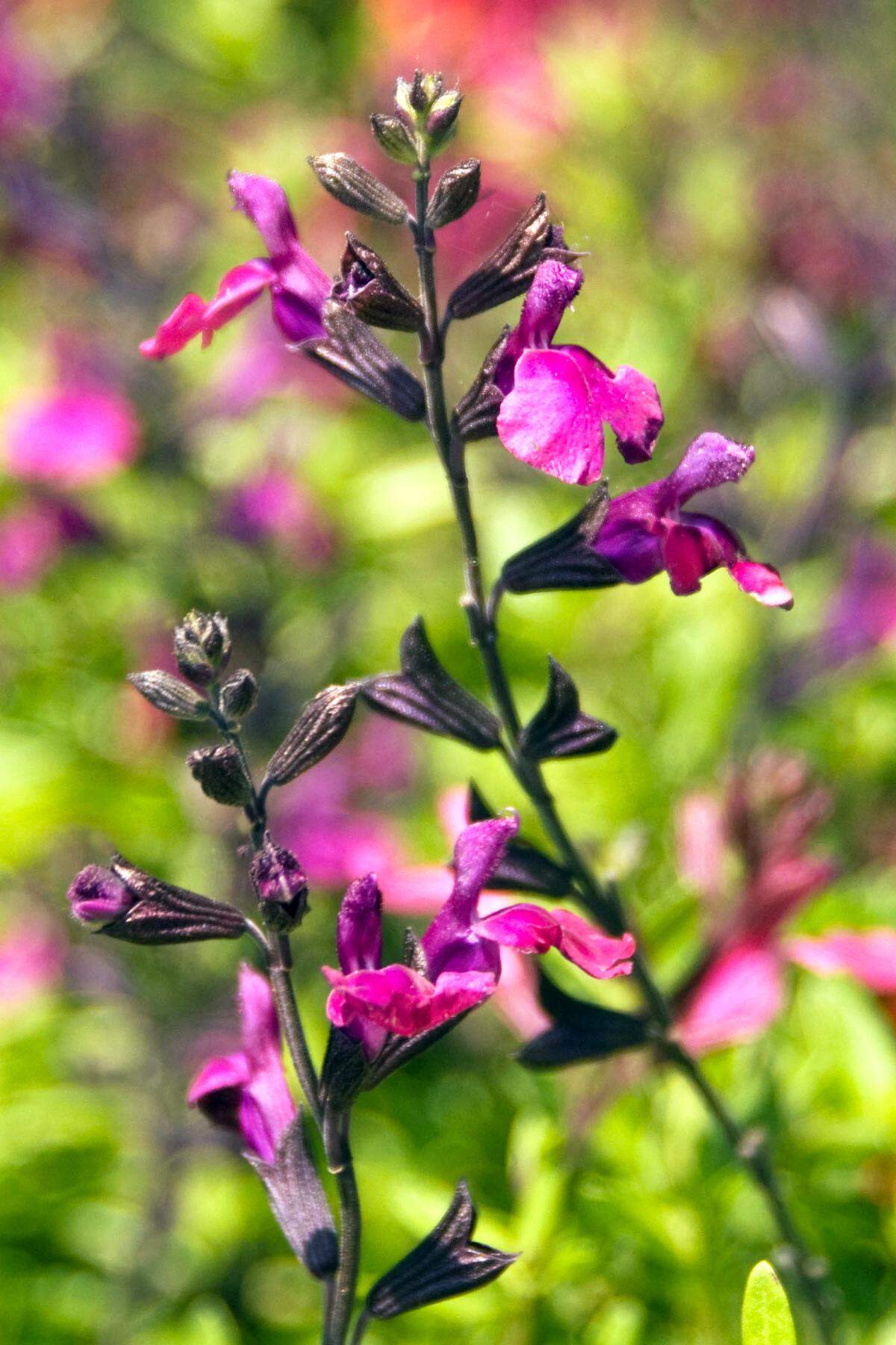 Salvia is most commonly seen in shades of red, but a purple type is also sold