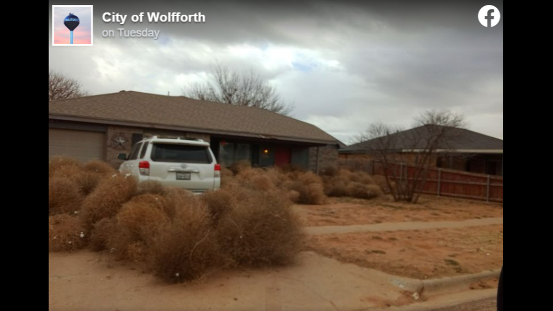 Strong winds blew tumbleweed -- a lot of tumbleweed -- into the town of Wolfforth, Texas, piling up against homes and vehicles, blocking streets and alleys.