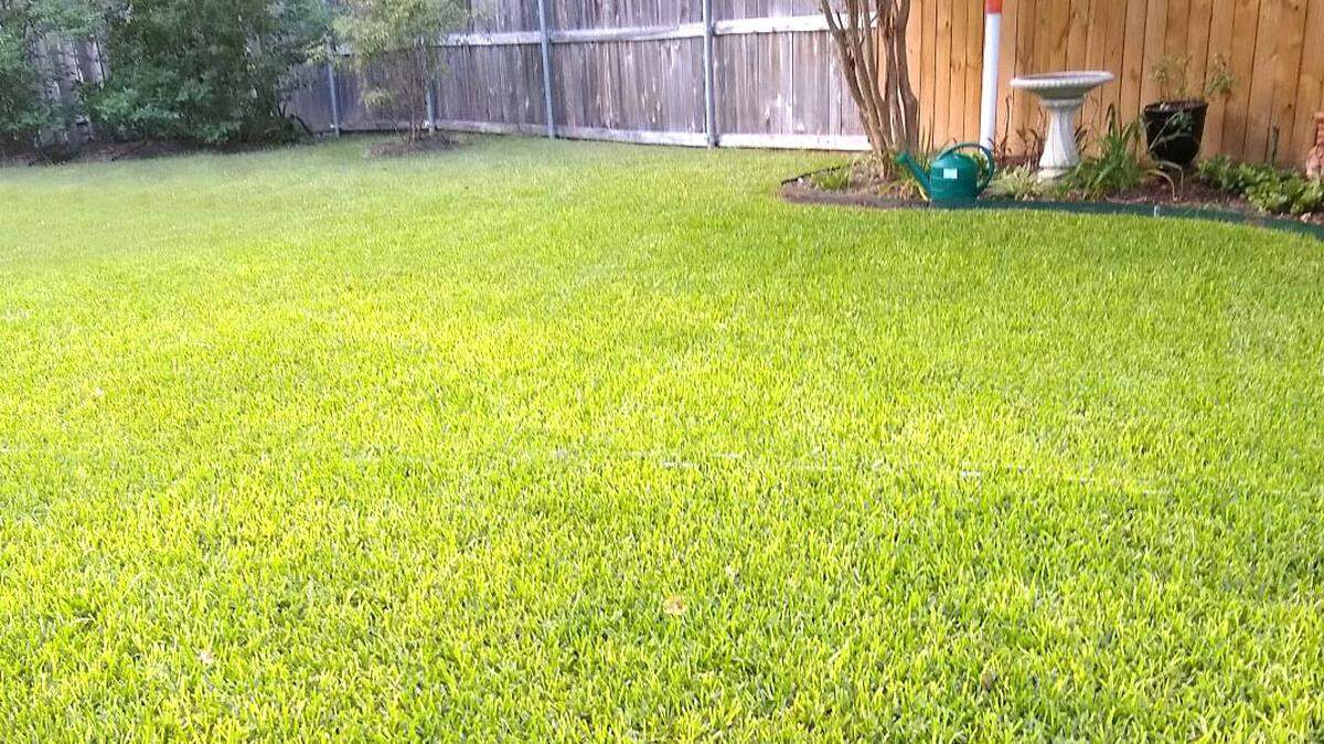 St. Augustine turning yellow is likely caused by gray leaf spot. Discontinue feedings with nitrogen from mid-June into early September since nitrogen promotes this fungus. The fungicide Azoxystrobin stops the current outbreak.