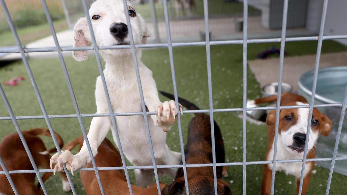 A litter of stray puppies play in an outdoor area at Fort Worth North Animal Care and Adoption Campus on Oct. 25, 2023. Shelter superintendent Barry Alexander said he’s seen an increase in the number of puppies available for adoption in recent years.