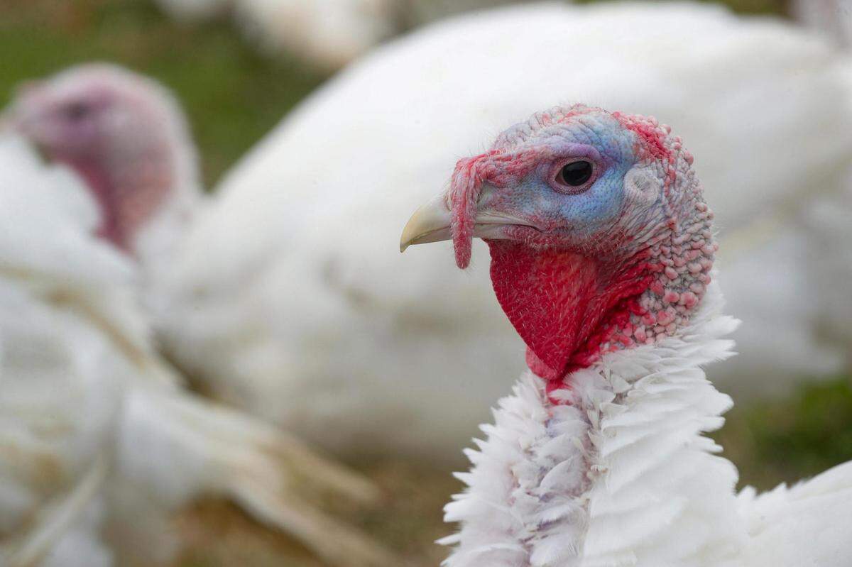 Turkeys gather during feeding time at Narrow Way Farms. Richard Greer said flock has been less susceptible to the avian flu because they are able to be out on pasture.