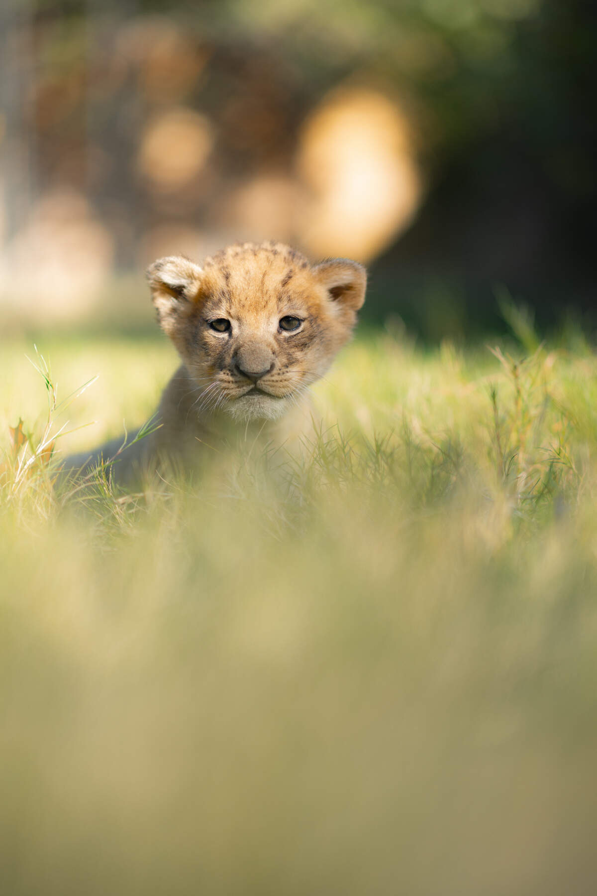 The Fort Worth Zoo announced Thursday that a male lion cub named Moja was born Oct. 20.