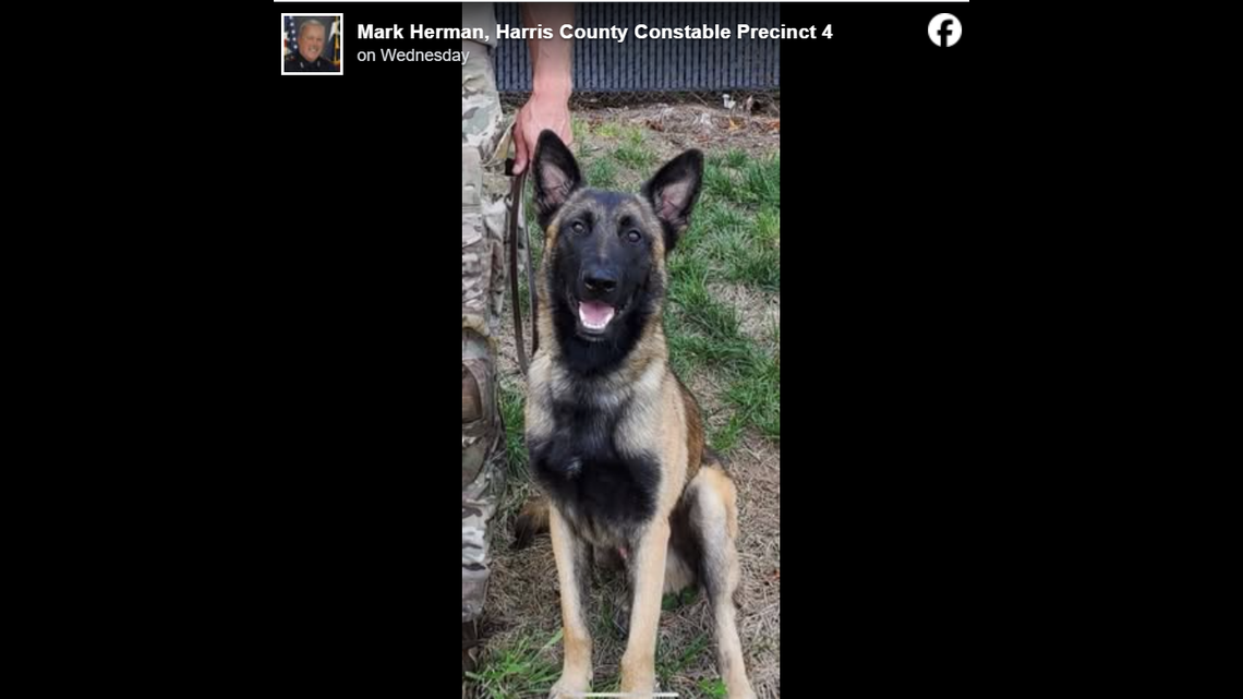 Rocky will make a full recovery.