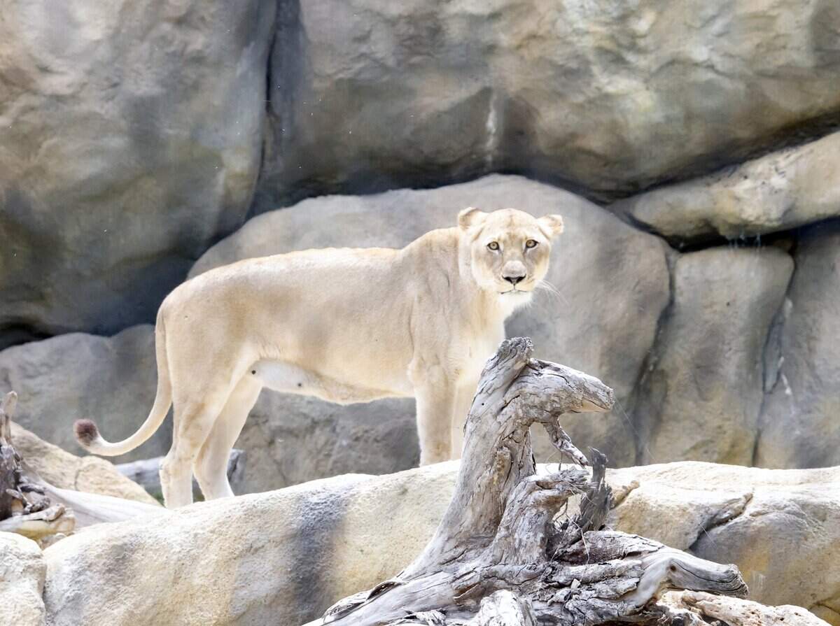 The first sign of movement in the lion exhibit started just before totality of the solar eclipse at the Fort Worth Zoo in Fort Worth, Texas, Monday Apr 08, 2024. The females came out of tall grass and dens to search the area where they are fed. (Special to the Star-Telegram Bob Booth)