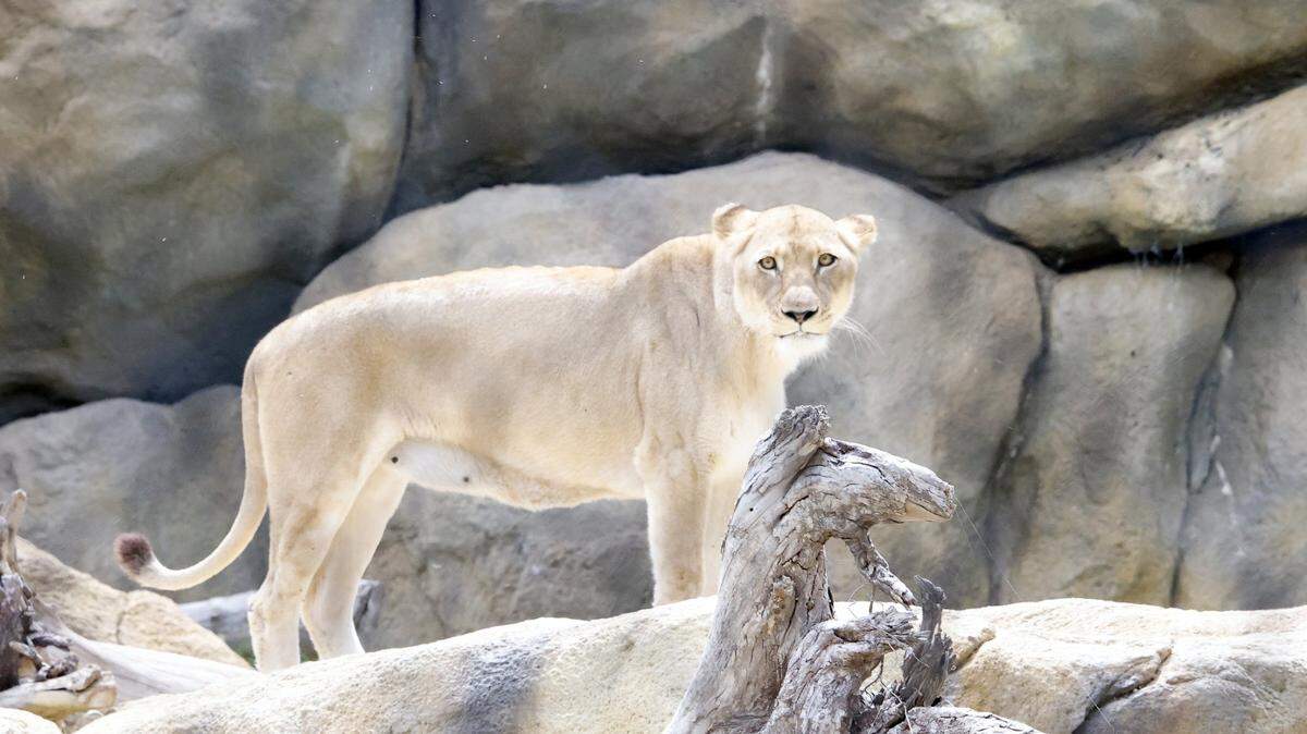 The first sign of movement in the lion exhibit started just before totality of the solar eclipse at the Fort Worth Zoo in Fort Worth, Texas, Monday Apr 08, 2024. The females came out of tall grass and dens to search the area where they are fed. (Special to the Star-Telegram Bob Booth)