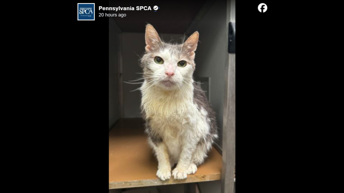Meet Parsnip, a 14-year-old senior cat with a huge heart and just wants to be loved.