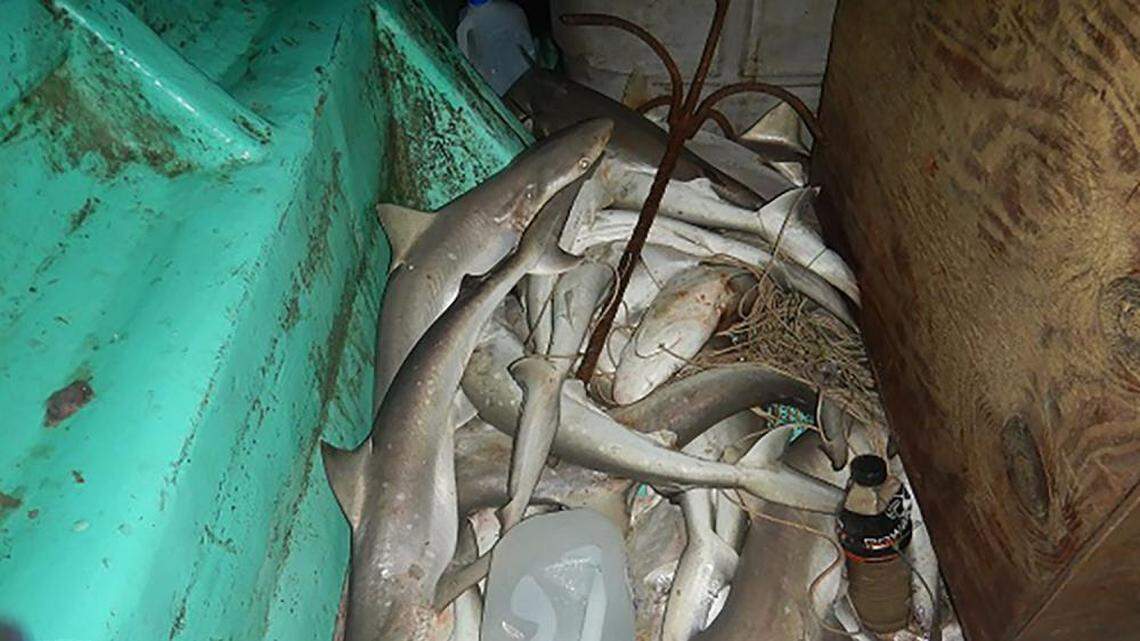 Forty sharks were seized after they were illegally caught in federal waters off the Texas coast, officials said.