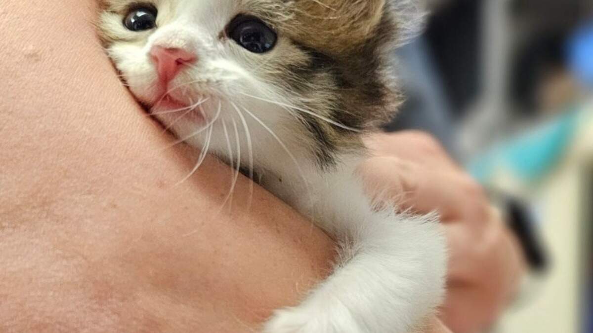 Fort Worth Animal Care and Control launches new program to provide free spay and neuter services.