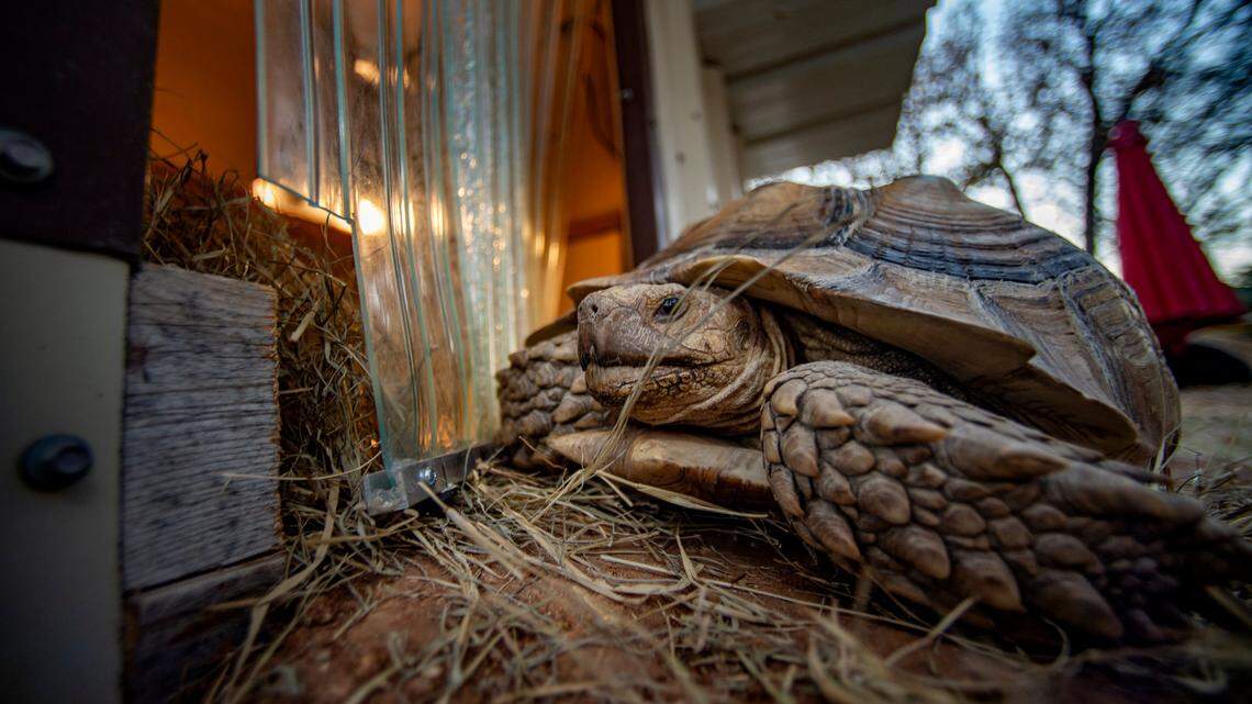 Hoss, a 35-pound sulcata tortoise, lives in a 6-foot by 6-foot heated house with daylight and UVB lamps. He feasts on bowls of green and red leaf lettuce and has a burrowing tunnel Sam Wheeler built inside his enclosure.
