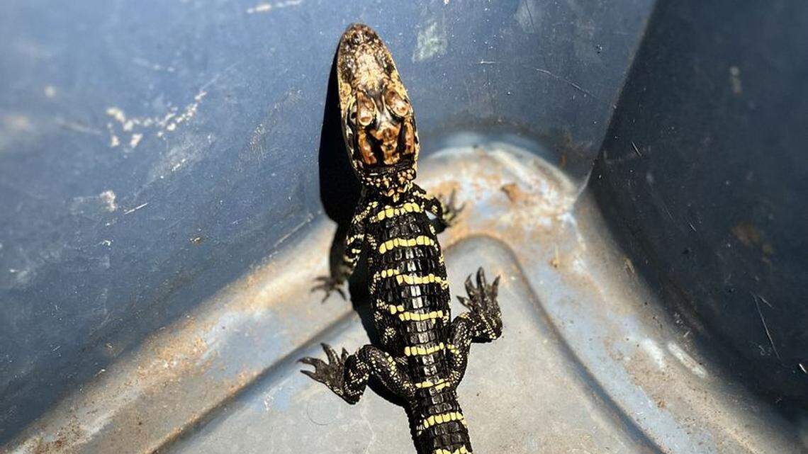 This baby alligator was found at a Texas home, authorities said.