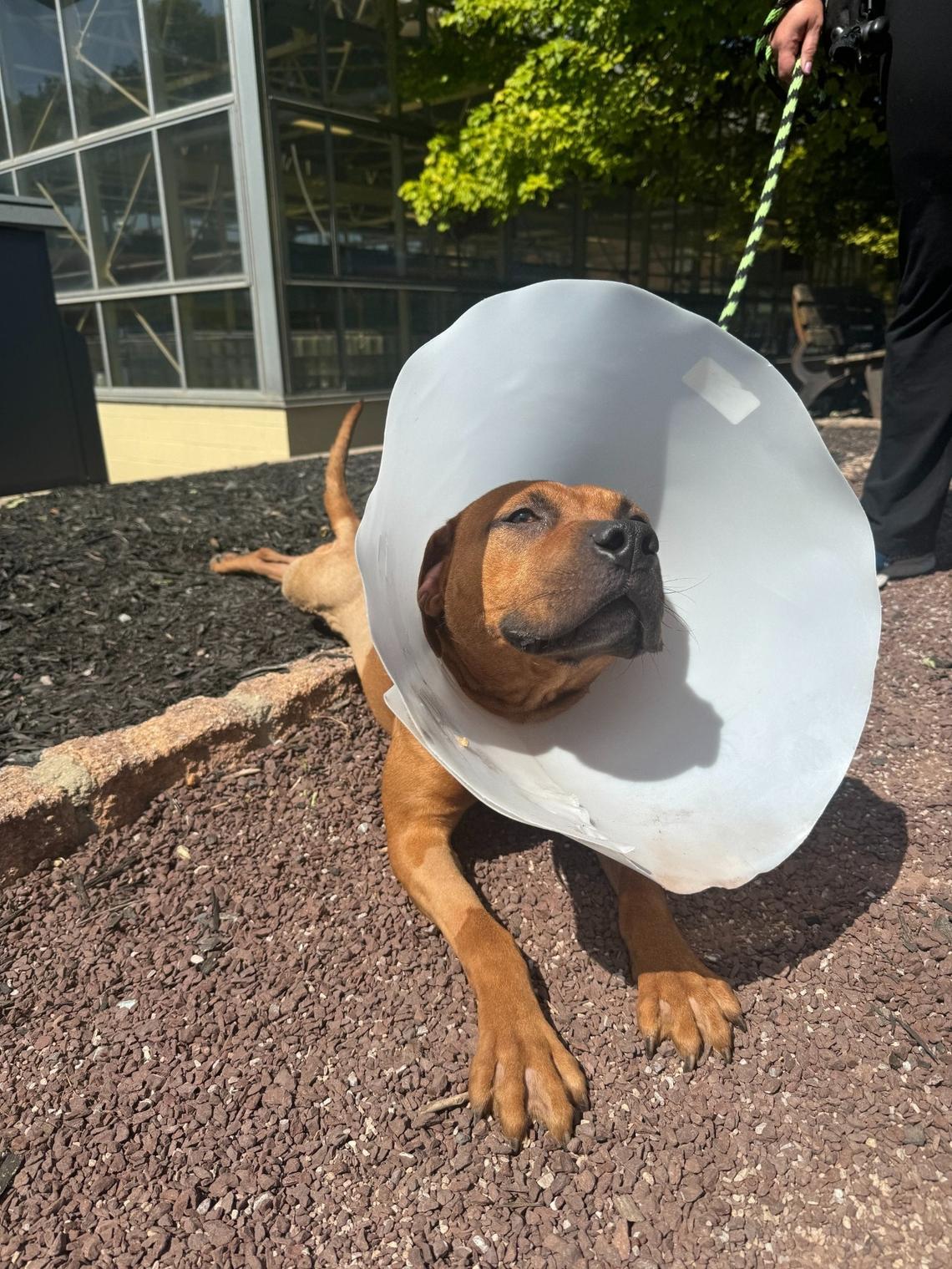 Lemon doing a biggggggg stretch