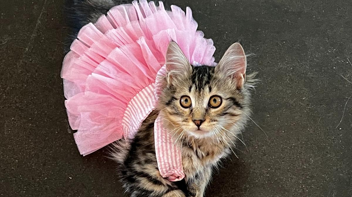 Coco the cat is a 5-month-old Norwegian Forest Cat who won cutest cat in Fort Worth.