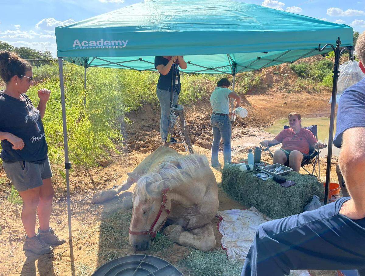 North Texas firefighters rescued a horse named Bella who was stuck in thick mud up to her belly in Copper Canyon on Sunday morning. She is resting with IV fluids, food and water.