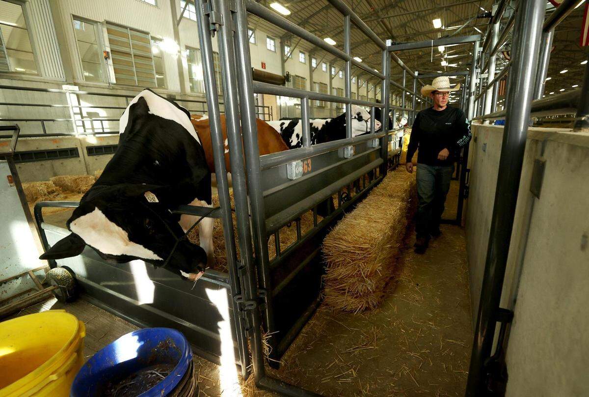 Alan Olson stacks straw for his family’s dairy cows after arriving to the Fort Worth Stock Show & Rodeo on Friday.