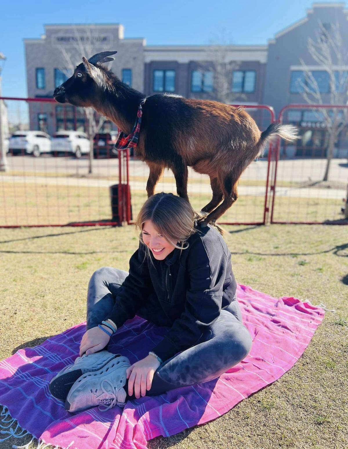 Goat standing on participant’s neck and shoulders as she is in the “easy yoga pose” at Goat Yoga Dallas’s Pecan Sqaure, Hillwood event.