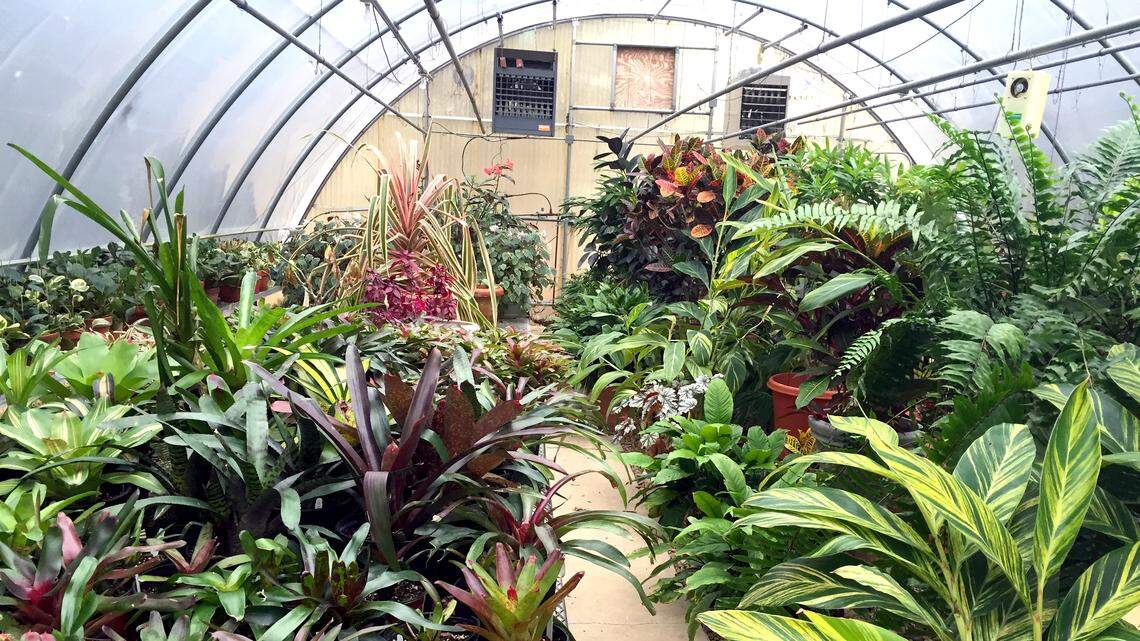 How a hobby greenhouse can help you garden through 12 months in North Texas
