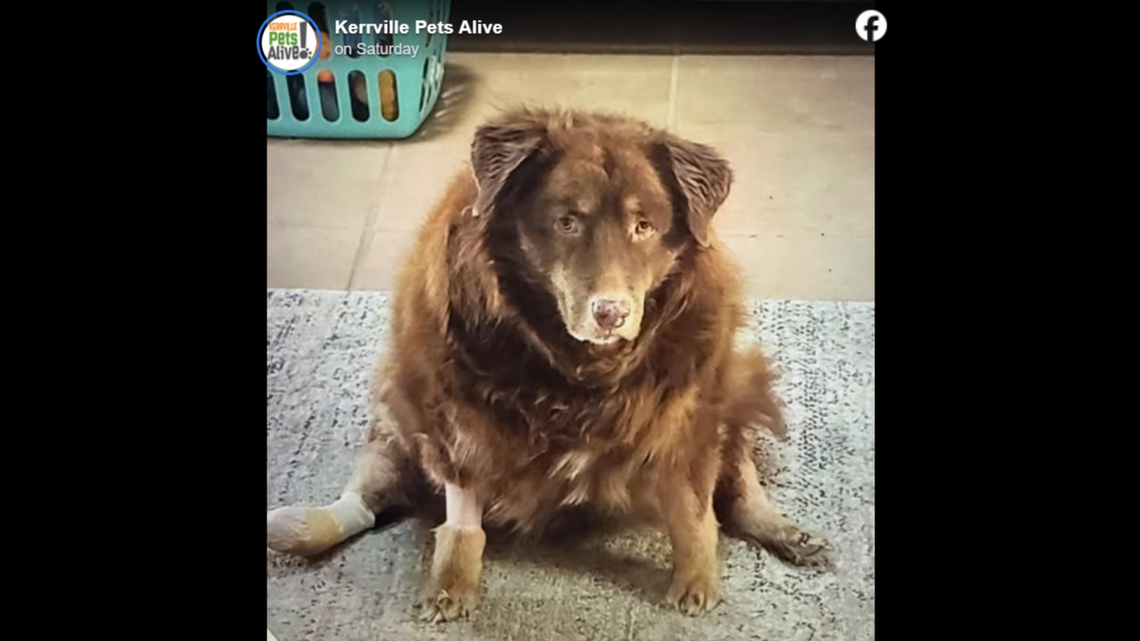 Callie needed a new home after her owner was moved to hospice, a Texas shelter said.