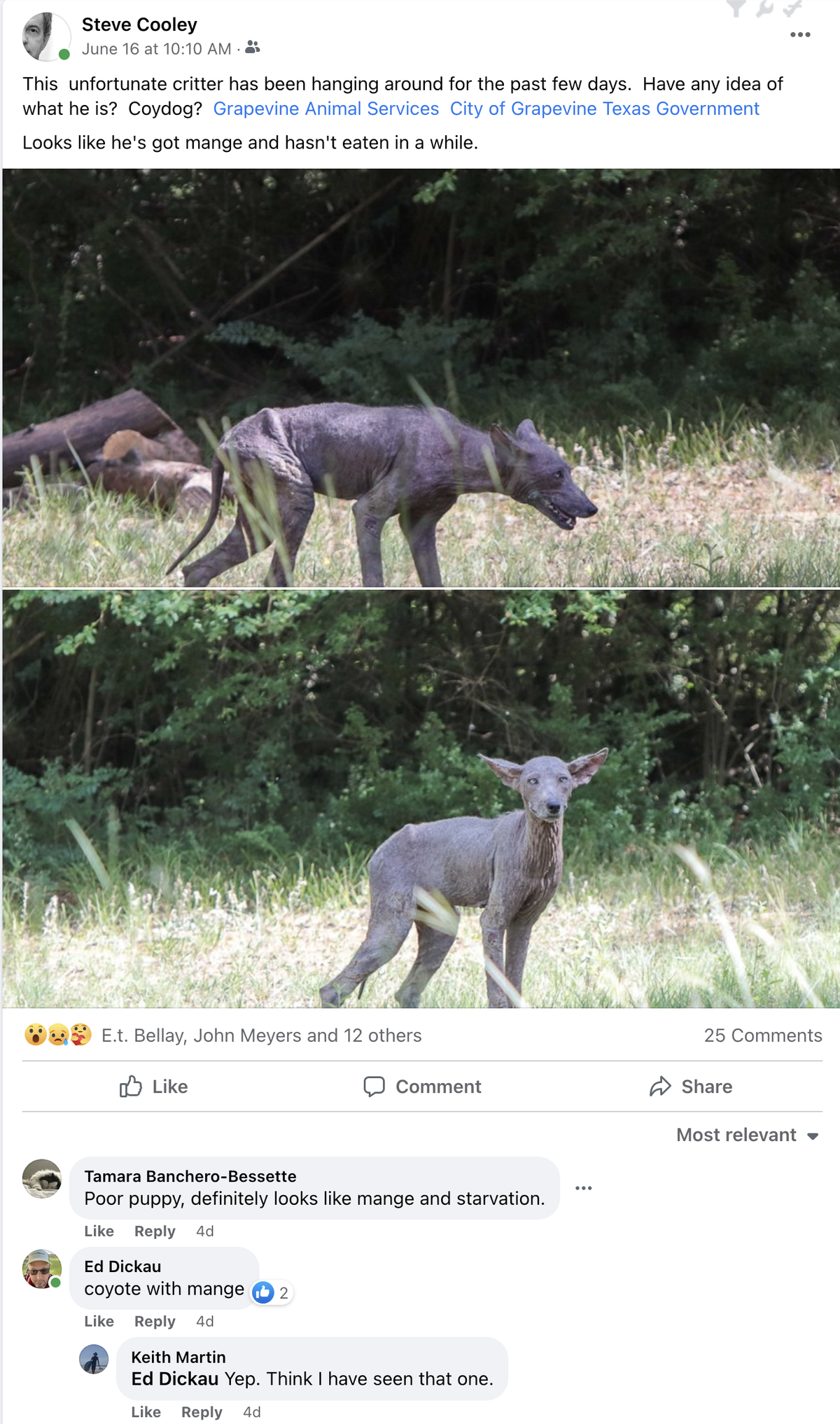 A “chupacabra” was spotted in a Grapevine backyard on June 16.