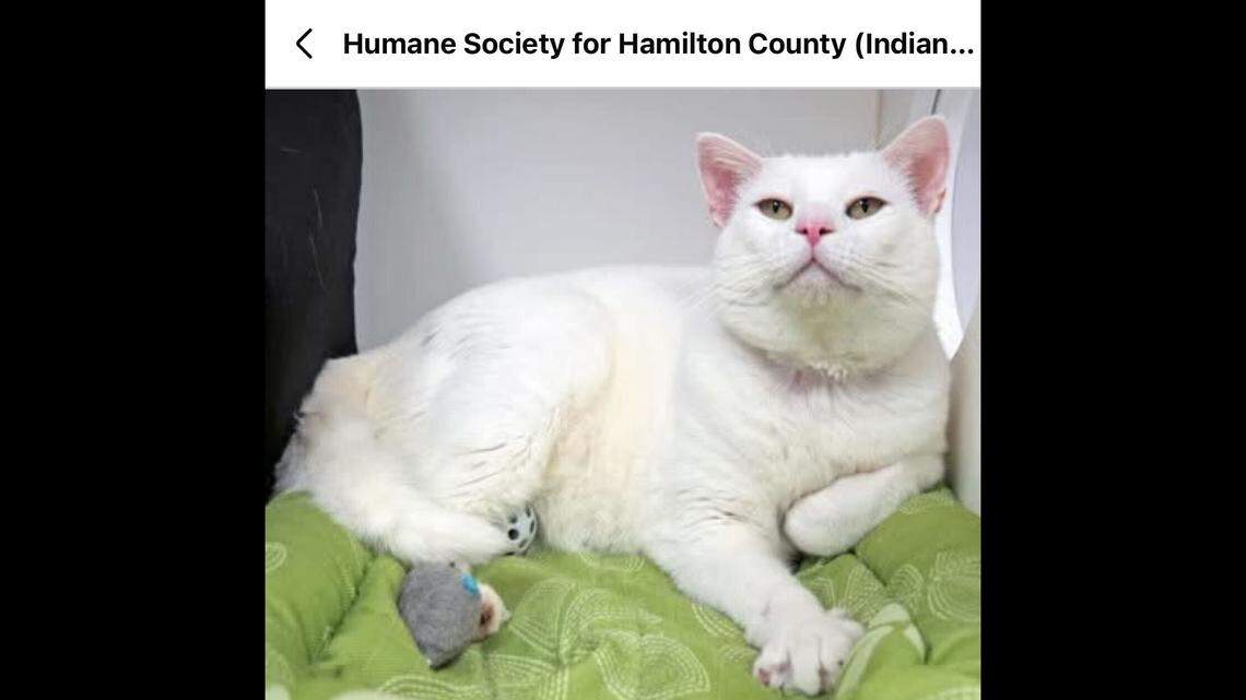 Winston Churchill looking all regal.