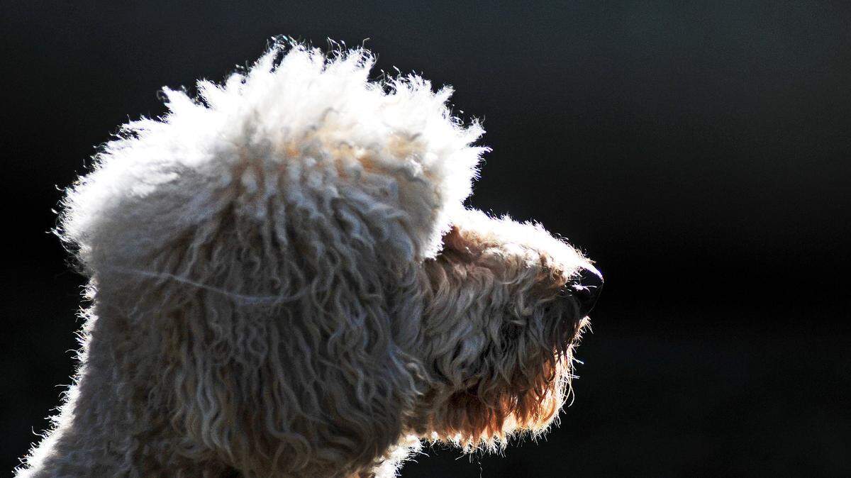 The dog flu is a contagious respiratory disease with symptoms that include coughing, fever, lethargy and lack of appetite, according to the CDC.