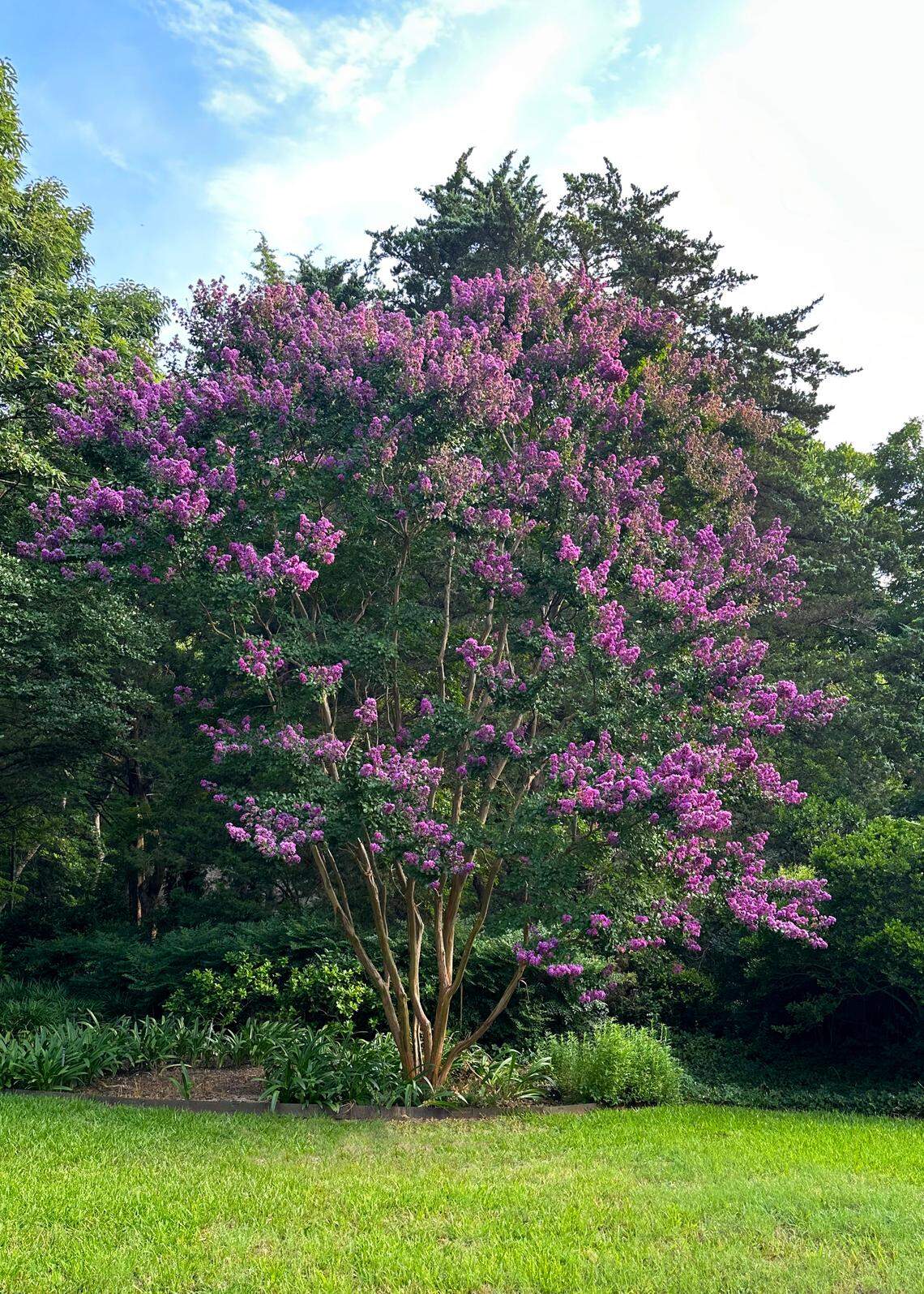 Miracles do happen. This flowering catawba tree was successfully transplanted from a shady location in Texas a few years ago.