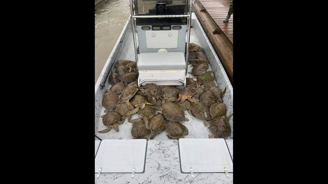 Texas game wardens said they rescued 40 sea turtles from Matagorda Bay on Valentine’s Day.