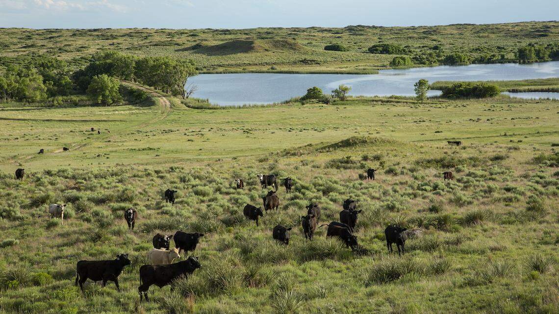 The Turkey Track Ranch, located near Borger in the Panhandle, includes fertile grasslands, diverse wildlife species and oil and gas wells on its nearly 80,000 acres.