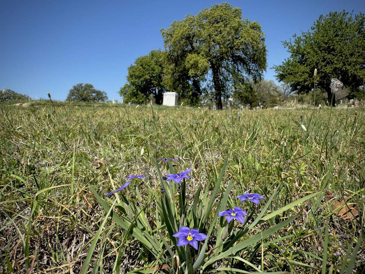 Wildflowers grow near Trinity’s grave at Oakwood Cemetery on March 23, 2026.