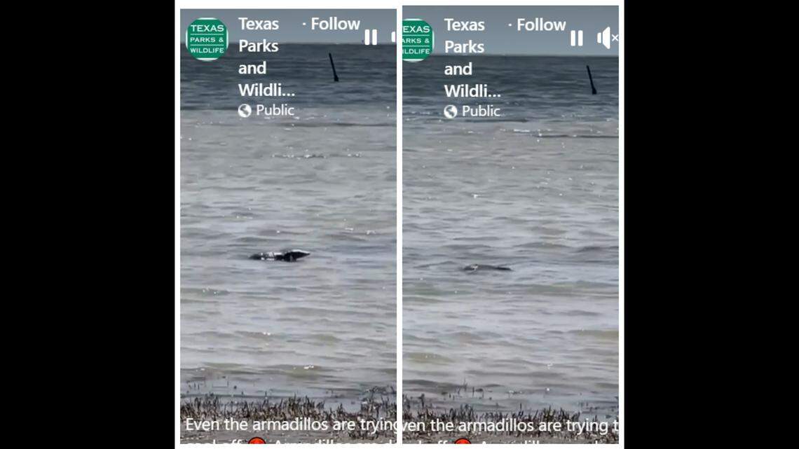 An armadillo was seen swimming along the coast near Aransas National Wildlife Refuge in Texas.