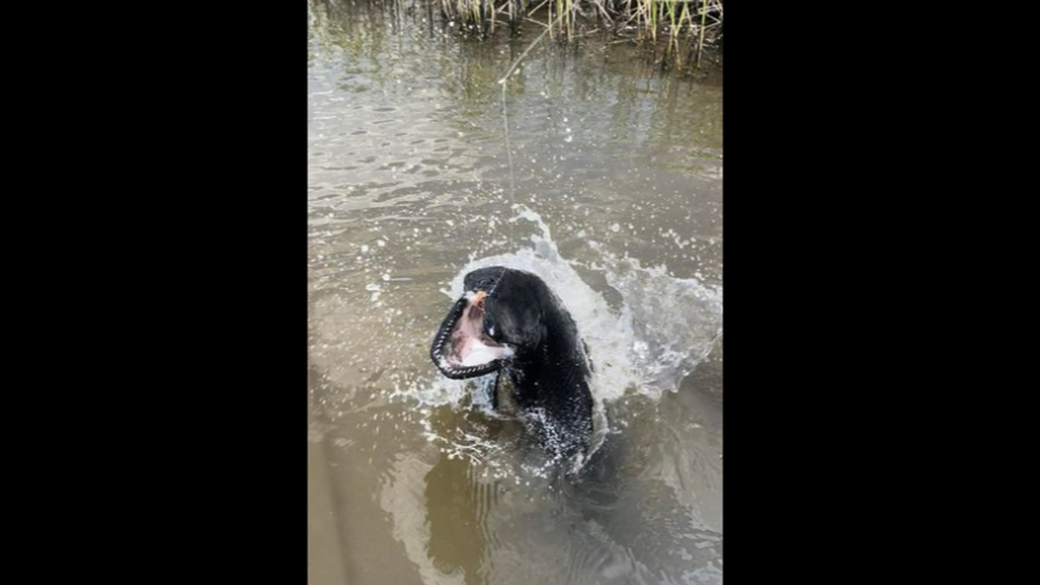 A fisherman recently reeled in a rare and strange looking fish in a southeast Texas marsh.