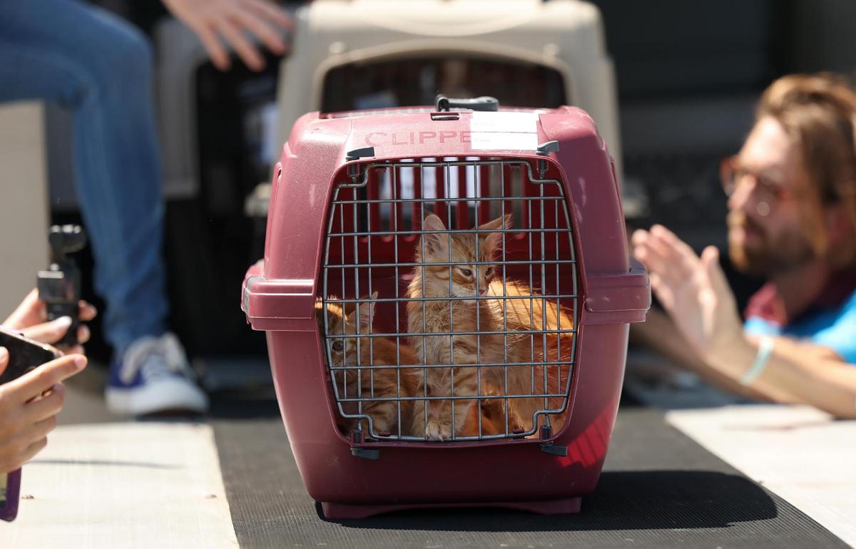 A carrying case of kittens rides the unloading belt after landing in Fort Worth on Thursday, July 10, 2025.