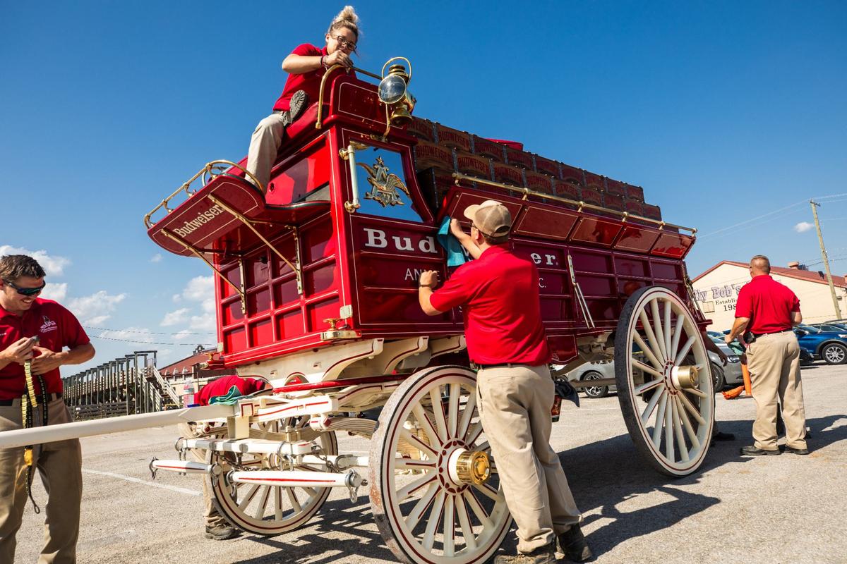 Budweiser Clydesdale handlers polish the wagon on Friday, July 12 at the Fort Worth Stockyards. The wagon can hold around 222 cases of beer when full.