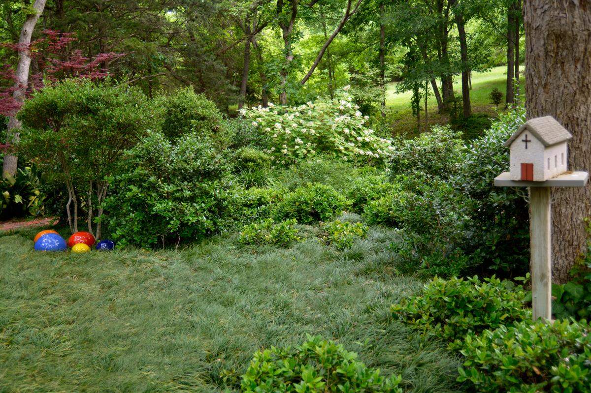 Oakleaf hydrangea (white) blooming in background of Sperry landscape, landscape also includes mondograss, hollies, and Japanese maples.