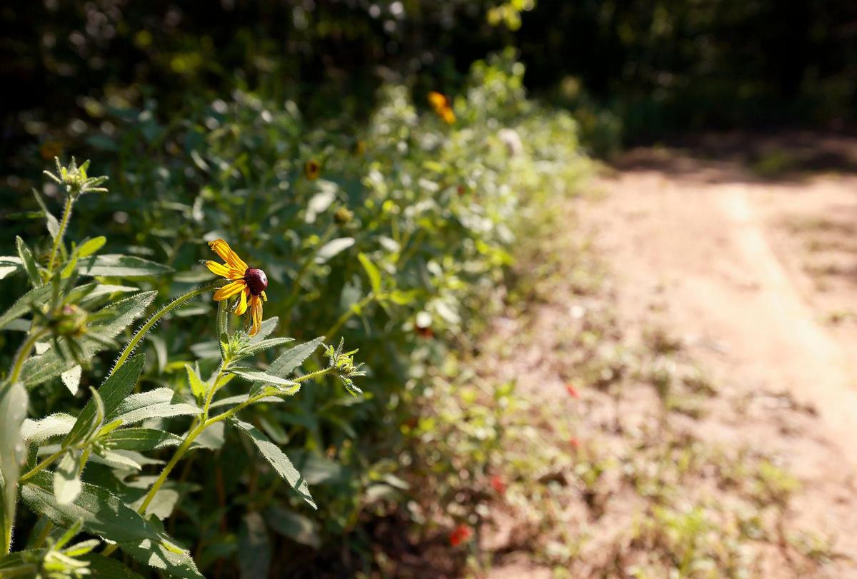 A wildflower on a trail at Wildwood Naturist’s Resort on Friday, May 17, 2024, in Decatur.