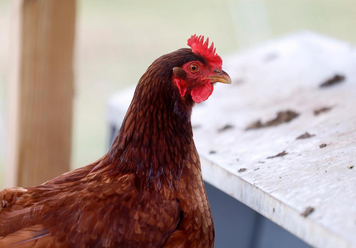 A hen at JMZ Farms on Tuesday, Feb. 11, 2025, in Bridgeport.