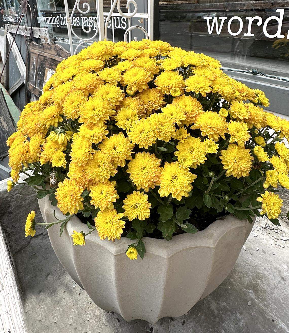 A mum potted to decorate its little world.