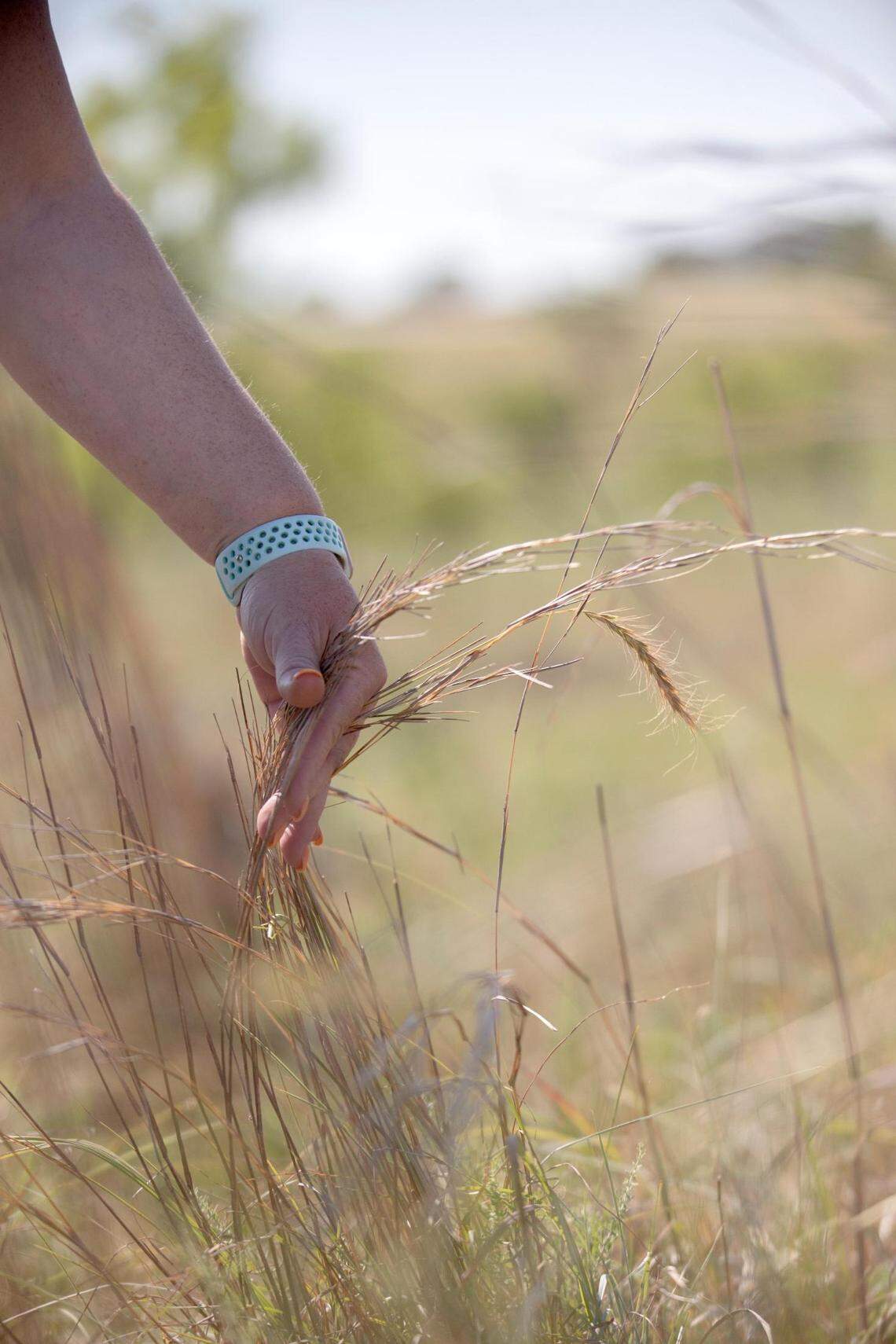 Ranch manager Missy Bonds holds bluestem grass, what she says is the cows’ favorite, at Bonds Ranch on Thursday, June 23, 2022, in Fort Worth, Texas. Bonds said the grass is especially flammable this summer as the city endures a drought.