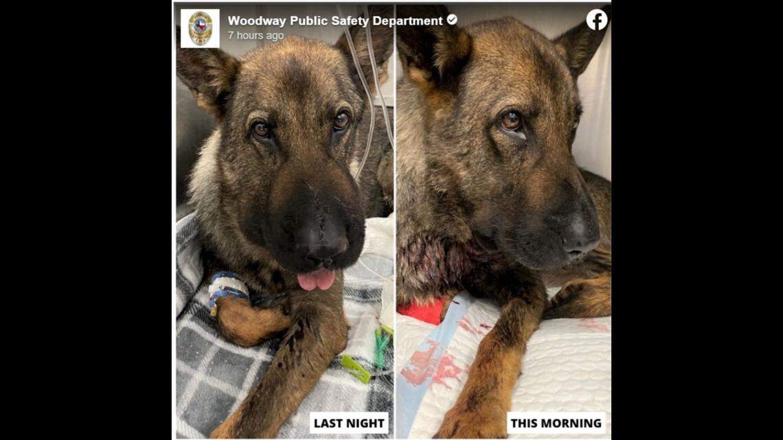 Shaka the night she was rushed into the vet and her recovering the following morning.