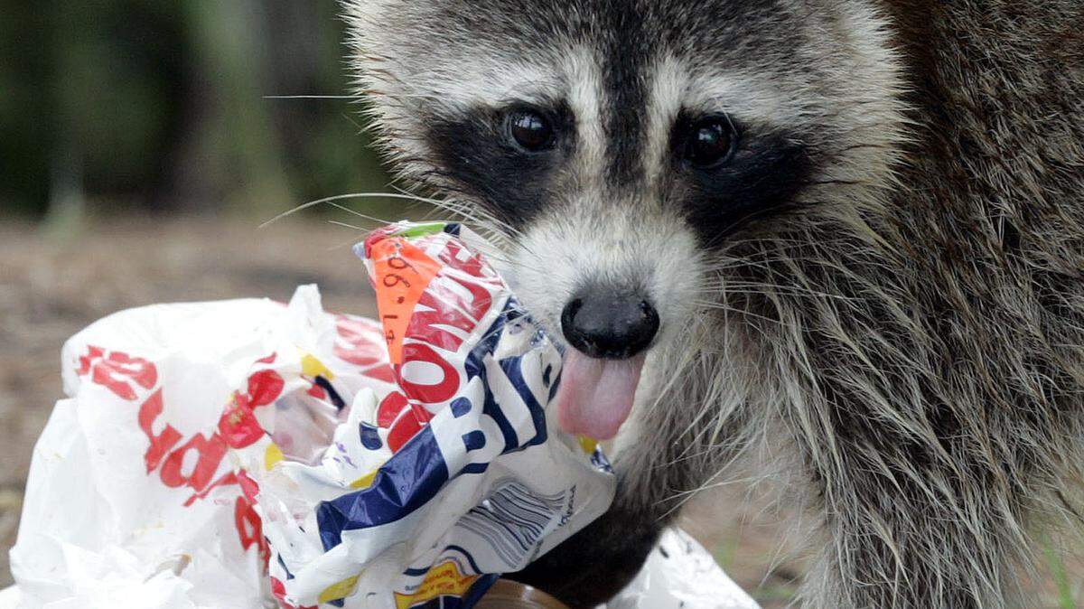A raccoon on the University of Texas campus has been feeling bold since being fed by students on campus, safety officials said. It is not the raccoon pictured here.