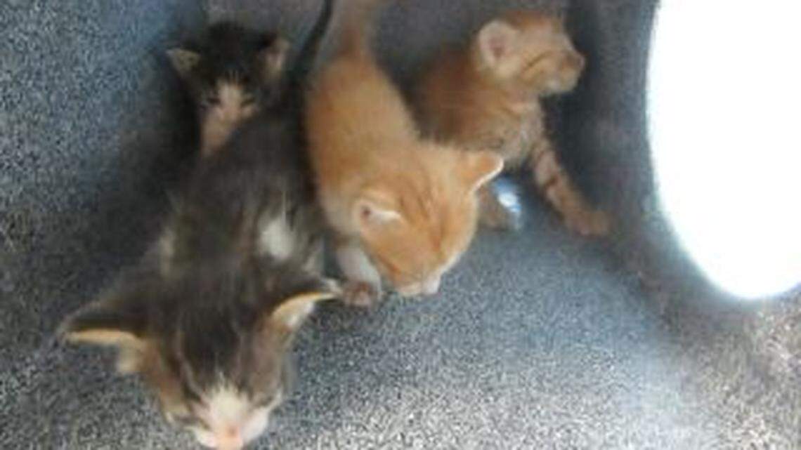 A former employee of the Weatherford Parker County Animal Shelter was sentenced to 40 years in prison on charges of animal cruelty after an investigation into the deaths of 80 kittens over a period of five months, officials said. The man was charged with torturing 15 kittens, some of which died.