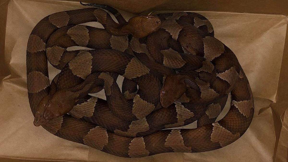 Four of the six copperhead snakes Southlake police rounded up Monday night.