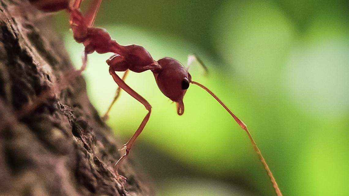 An image of fire ants.